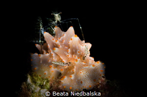 shot taken on the trip to Raja Ampat. I saw at home that ... by Beata Niedbalska 